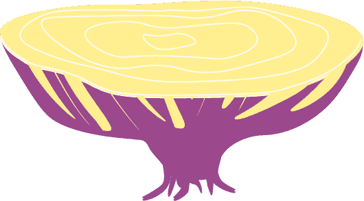 Onion bottom layer