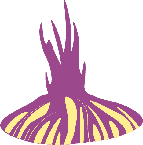 Onion top layer