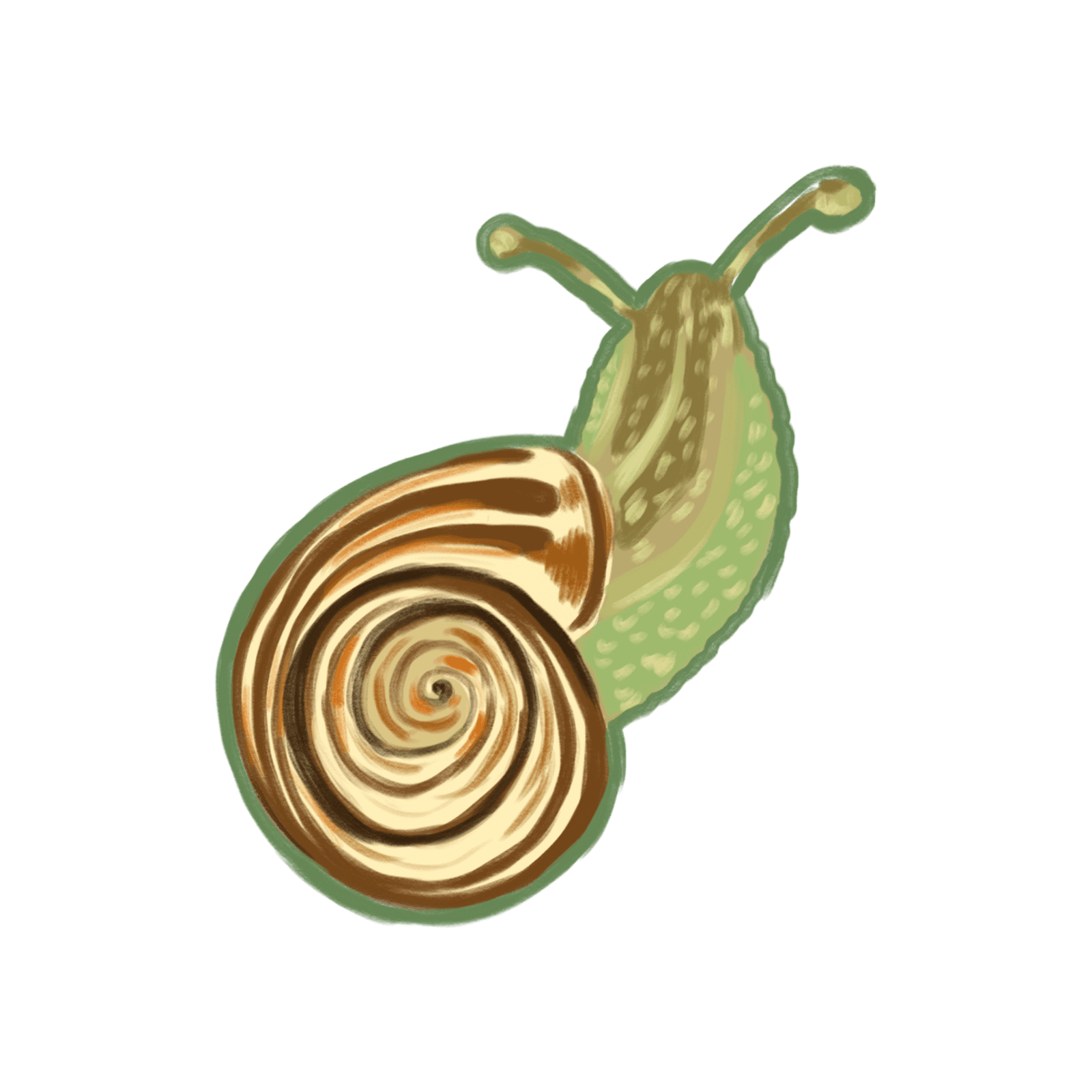 Snail suit icon